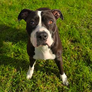 Nunu, Terrier, American Staffordshire, adult, available for adoption