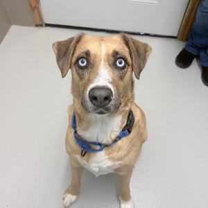 A dog with blue eyes and a brown and white coat, wearing a blue collar, sitting on a white floor.
