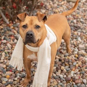 Jack, Terrier, Pit Bull, adult, available for adoption