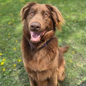 a brown dog