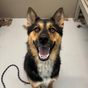 Chance, Shepherd, German, adult, available for adoption
