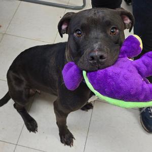 Iris, Terrier, Pit Bull, adult, available for adoption