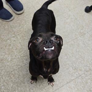 Nova II, Terrier, Pit Bull, adult, available for adoption