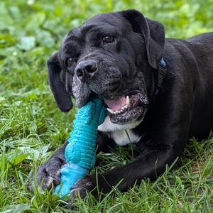 Drama, Terrier, Pit Bull, adult, available for adoption