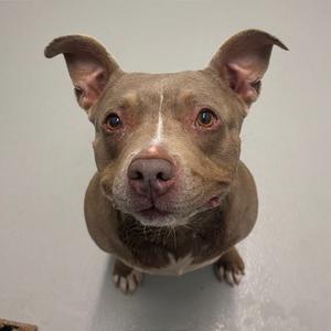 A pitbull dog looks up at the camera with big brown eyes and floppy ears.