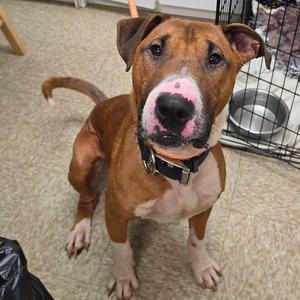 Chico, Terrier, Bull, adult, available for adoption