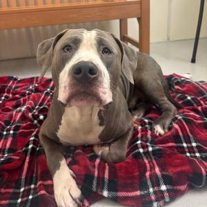 Titan, Terrier, Pit Bull, adult, available for adoption