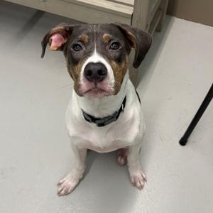 A brown and white dog sitting on a gray floor, wearing a black collar.