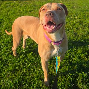 Luna, Terrier, American Pit Bull, adult, available for adoption