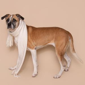 A dog wearing a scarf