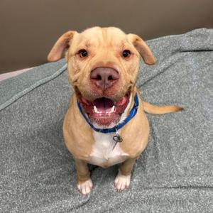 A happy dog with a light brown coat and a blue collar, sitting on a gray blanket.