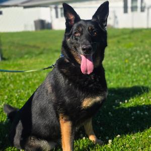 Nova, Shepherd, German, adult, available for adoption