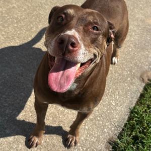 Frankie, Retriever, Labrador, adult, available for adoption