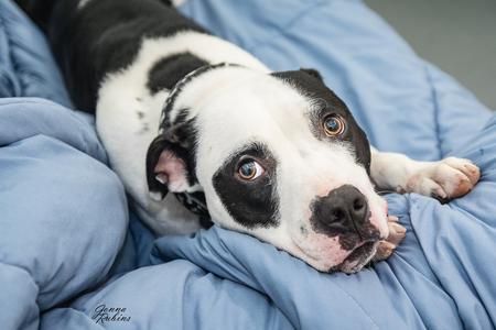 Quad City Animal Welfare Center