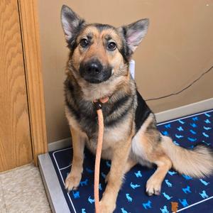 Midnight, Shepherd, German, adult, available for adoption