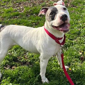Sweet Pea, Terrier, Pit Bull, adult, available for adoption