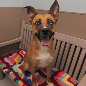 A brown and white dog with blue eyes sitting on a colorful blanket on a wooden bench.