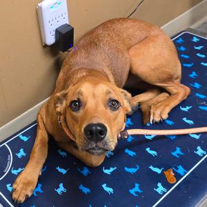 Ginger, Hound, adult, available for adoption