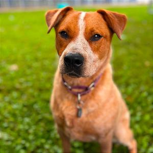 Frank, Cattle Dog, Australian (Red Heeler), adult, available for adoption