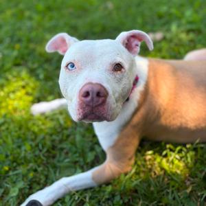 Goldie, Terrier, Pit Bull, adult, available for adoption