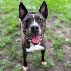 Emma, Terrier, Pit Bull, adult, available for adoption
