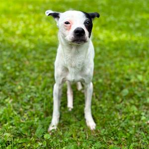 Red, Terrier, Jack Russell, adult, available for adoption
