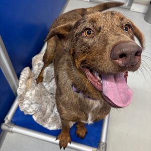 Leopard, Catahoula Leopard Dog, adult, available for adoption