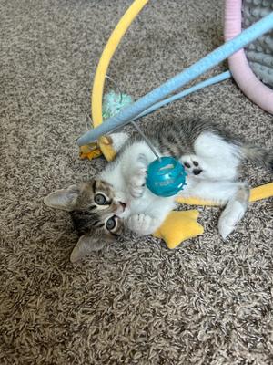 Aubrey, kitten, available for adoption