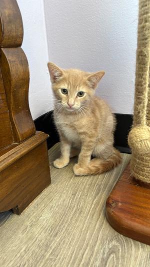 "Maxwell, kitten, available for adoption
