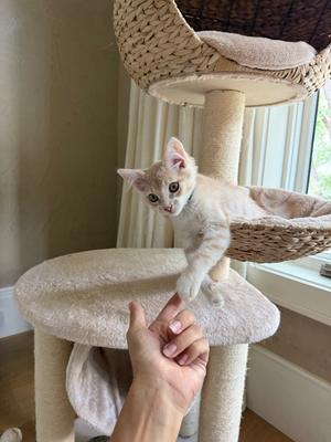 A small white kitten standing on a cat tree, reaching out to touch a person's hand.