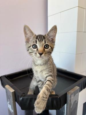 Baloo (Bonded with Ghostface), kitten, available for adoption