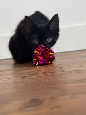 Gigi, kitten, available for adoption