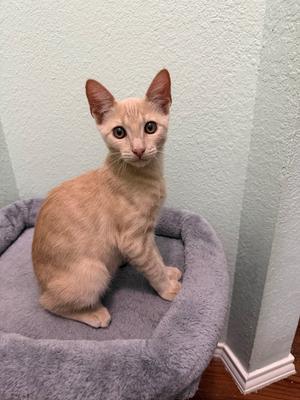 A light-colored cat sitting on a gray cat bed.