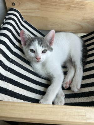 Ash, kitten, available for adoption