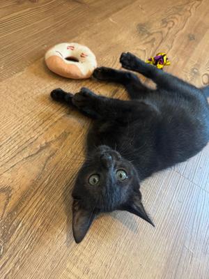 Kiki, kitten, available for adoption