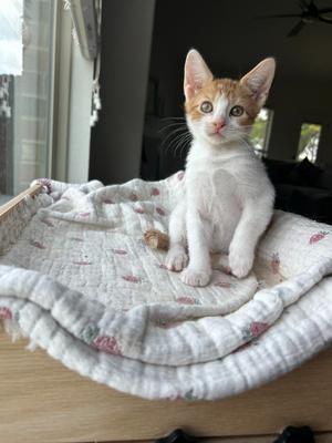 Basil, kitten, available for adoption