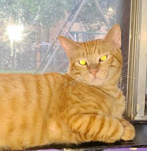 Butterscotch, adult, available for adoption