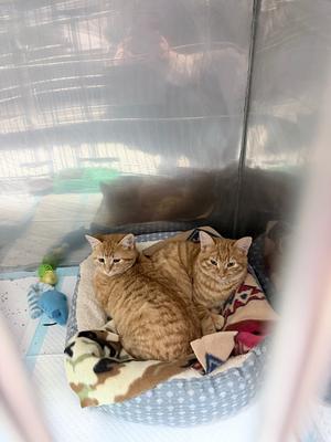 Ace, young, available for adoption