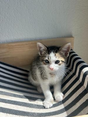 Mae, kitten, available for adoption