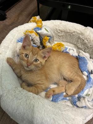 Georgie aka George, kitten, available for adoption
