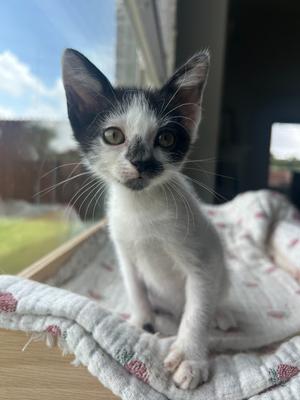 Daisy, kitten, available for adoption