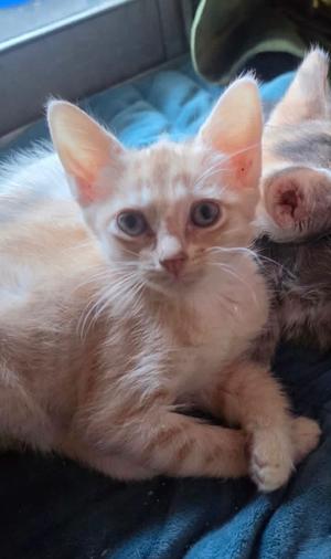Lexi, kitten, available for adoption