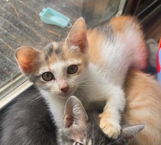 Two kittens, one calico and one gray, are sitting together. The calico kitten is looking directly at the camera with large eyes, while the gray kitten is partially visible in the foreground.