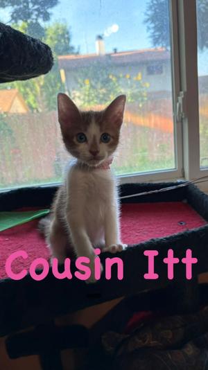 Cousin Itt, kitten, available for adoption