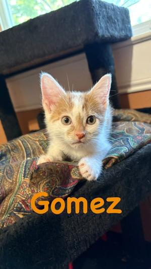 Gomez, kitten, available for adoption
