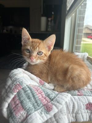 Fern, kitten, available for adoption
