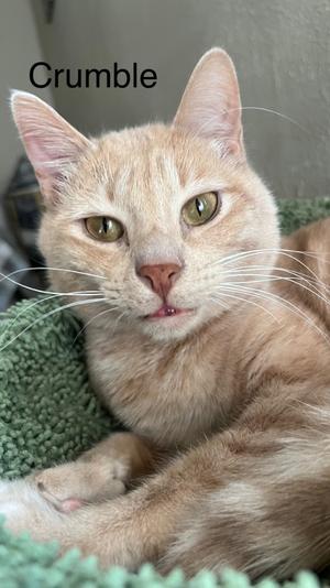 Crumble (Bonded with Cookie), adult, available for adoption