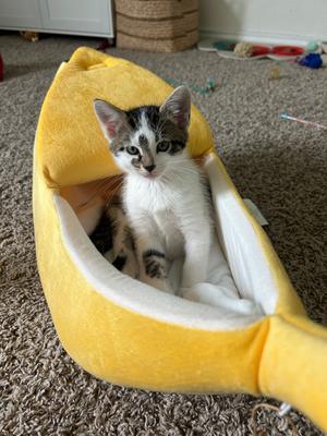 Benji, kitten, available for adoption