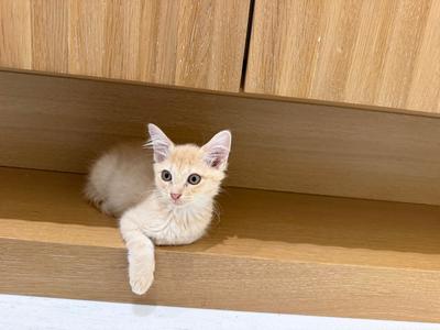 Birdie, kitten, available for adoption