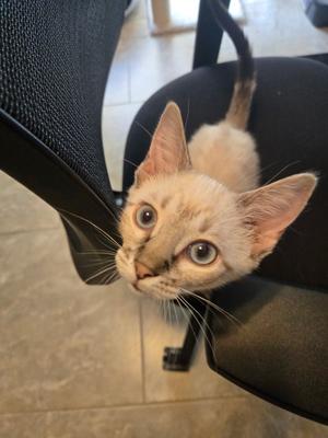 Anya, kitten, available for adoption